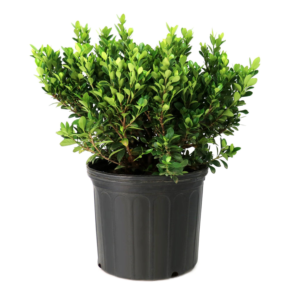 Live Flowering Gardenia Shrub 10-Inch Pot C891284