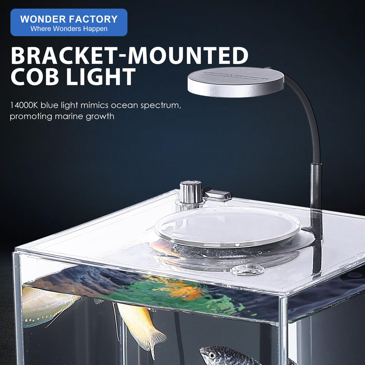 3 Gallon Fish Tank Aquarium J334901